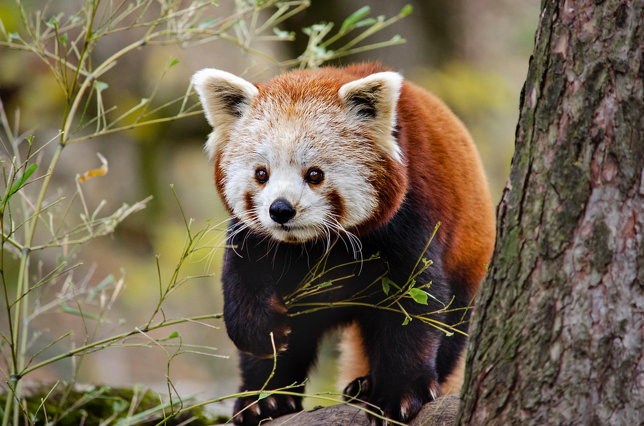 little panda red panda cat-bear china himalaya wildlife herbivores red panda red panda red panda red panda red panda china china china china himalaya himalaya