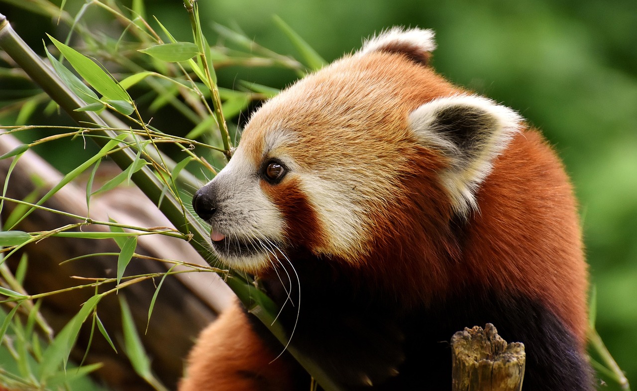 little panda red panda cat-bear bear cat ailurus fulgens predator mammal zoo hellabrunn tierpark hellabrunn red panda red panda red panda red panda red panda