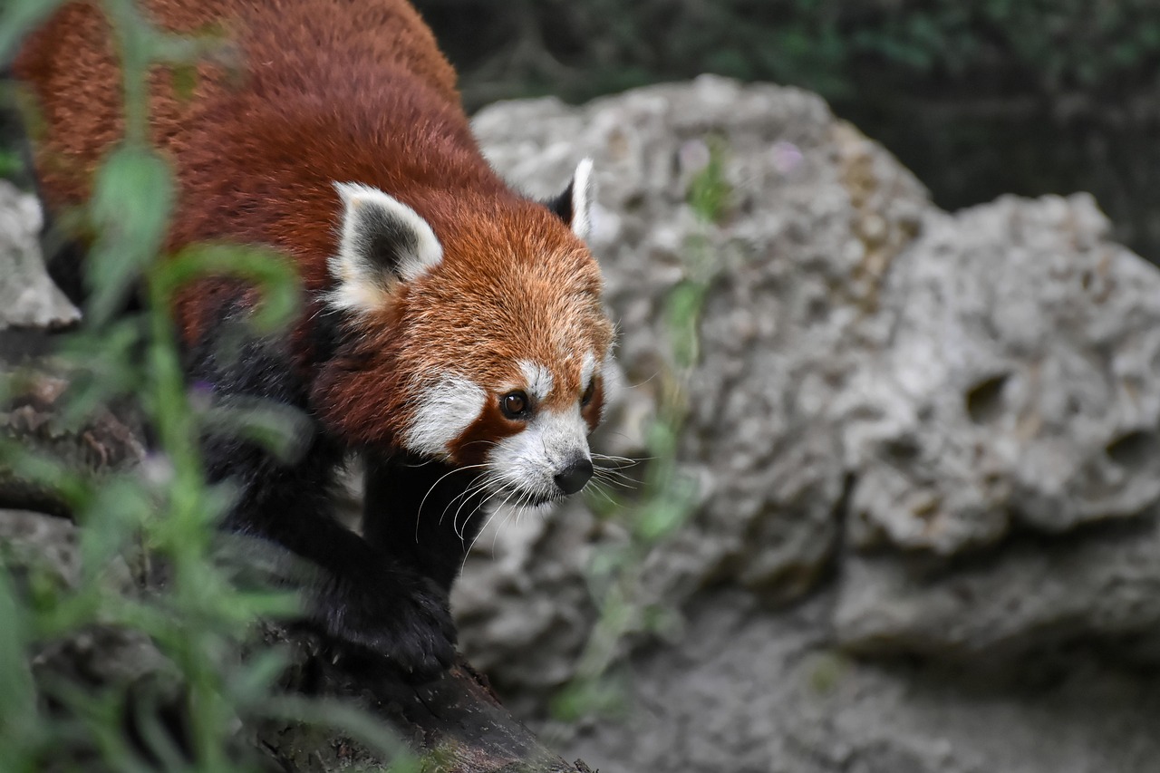 animal red panda mammal species fauna wildlife nature panda bear cat ailurus fulgens zoo