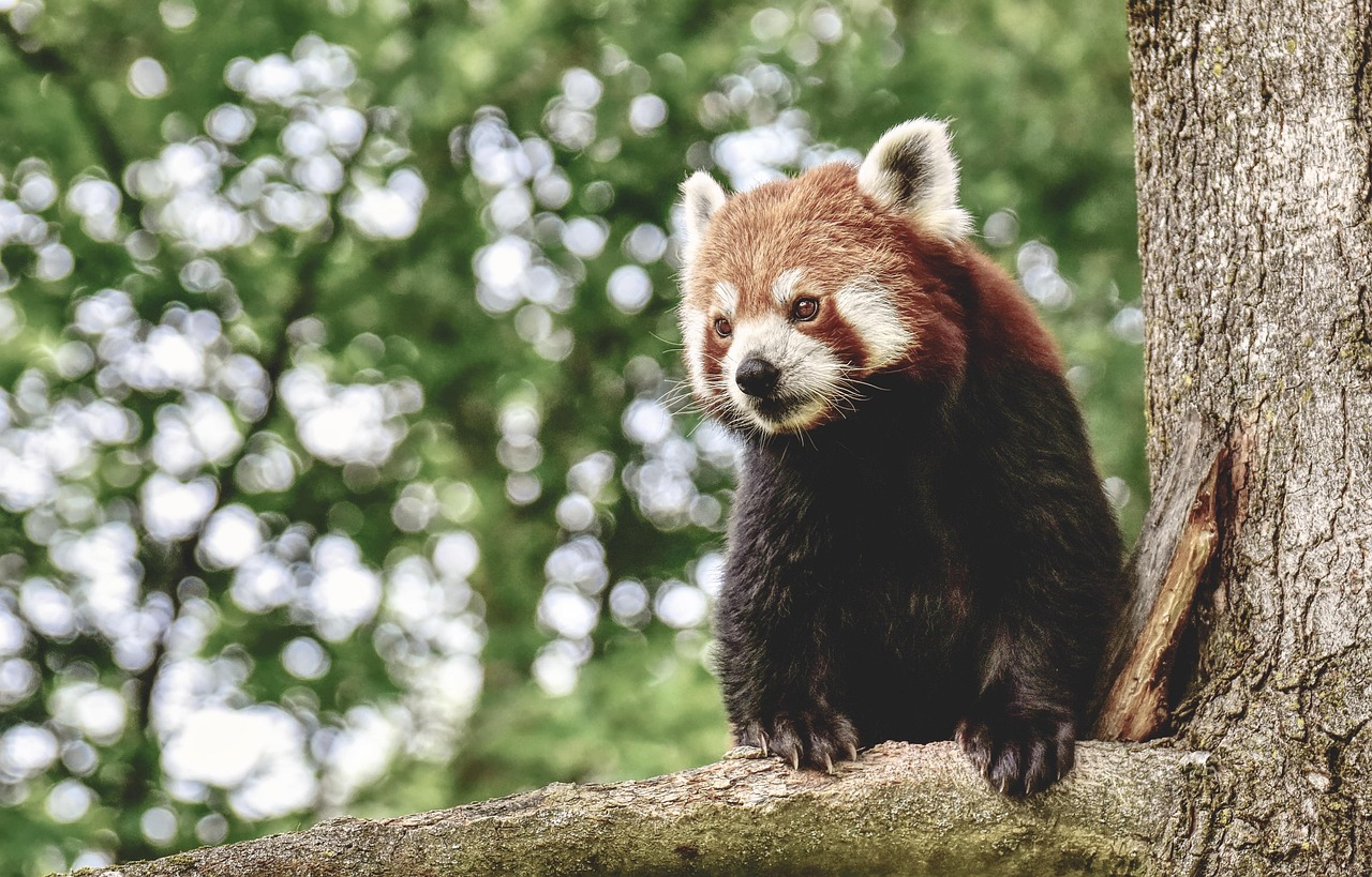 red panda nature lesser panda animal mammal predator zoo wildlife