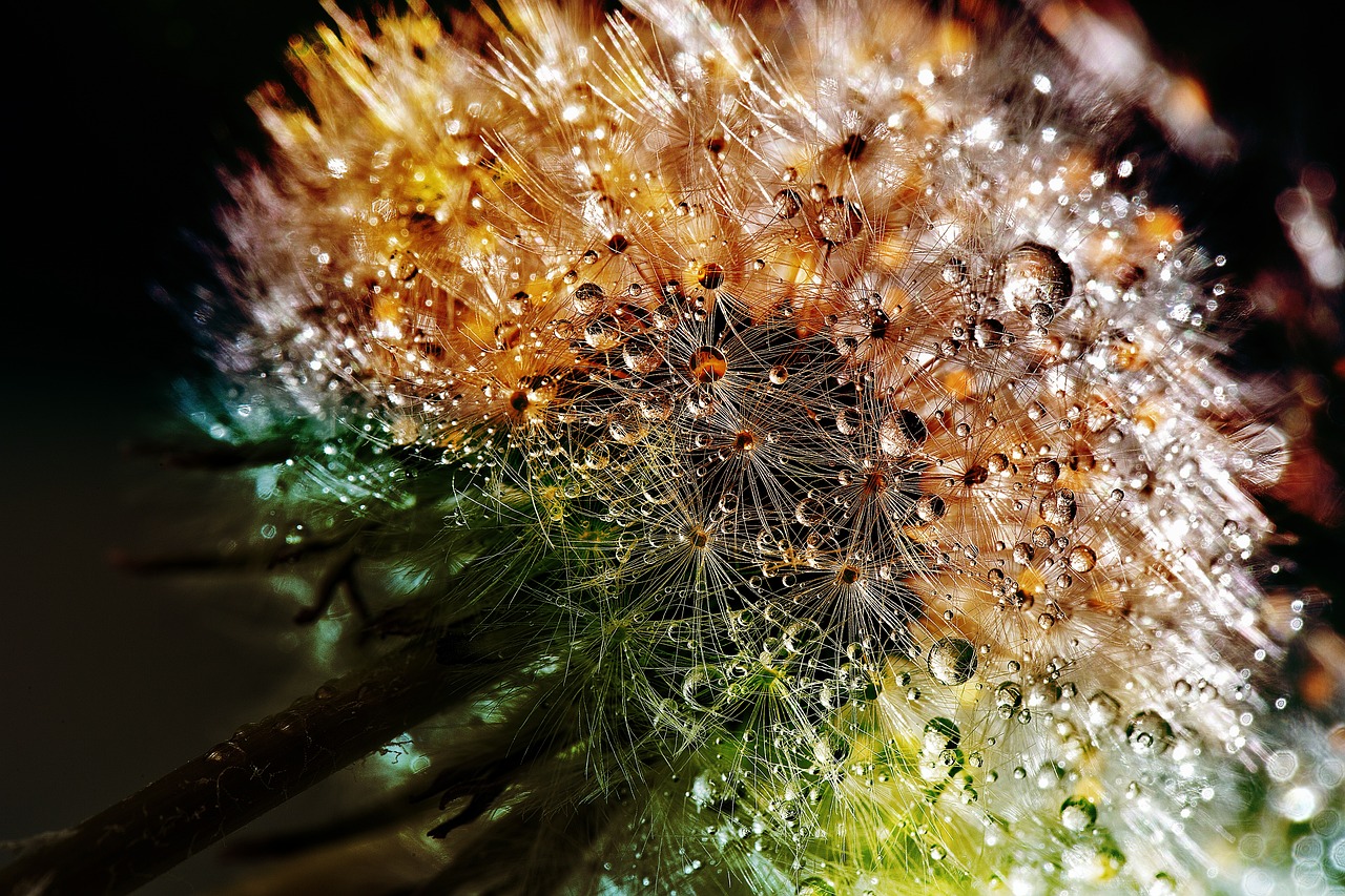 flower dandelion dew dewdrop flower wallpaper wildflowers seeds flower background blossom bloom dandelion blooming plant plant taraxacum beautiful flowers flora up close nature macro