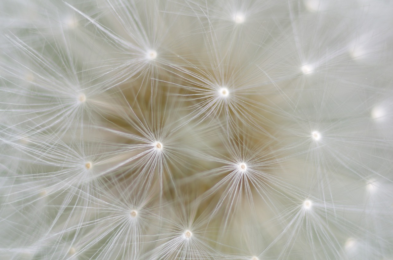 dandelion seeds nature close up macro dandelion dandelion dandelion dandelion dandelion seeds