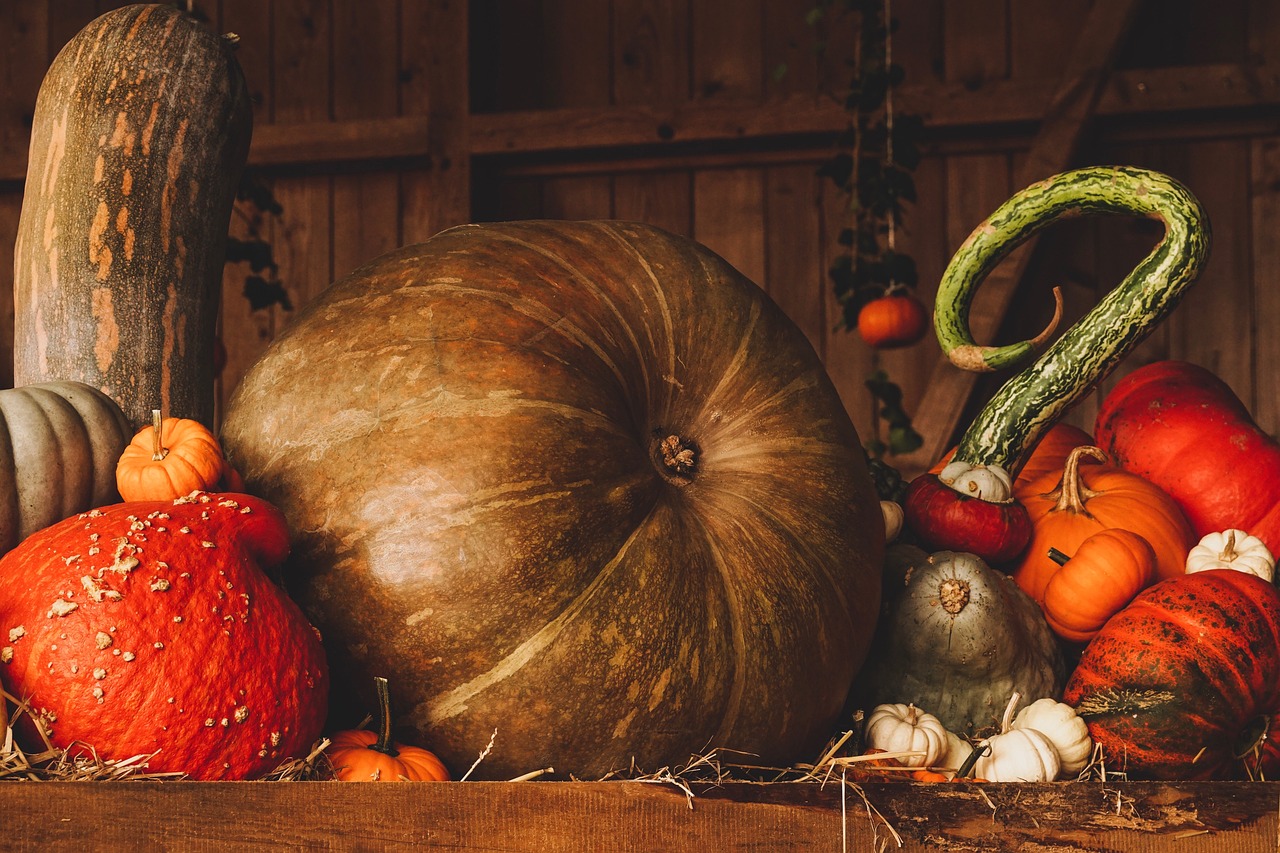 pumpkin harvest autumn fall season pumpkin pumpkin harvest autumn autumn autumn autumn fall fall fall fall fall