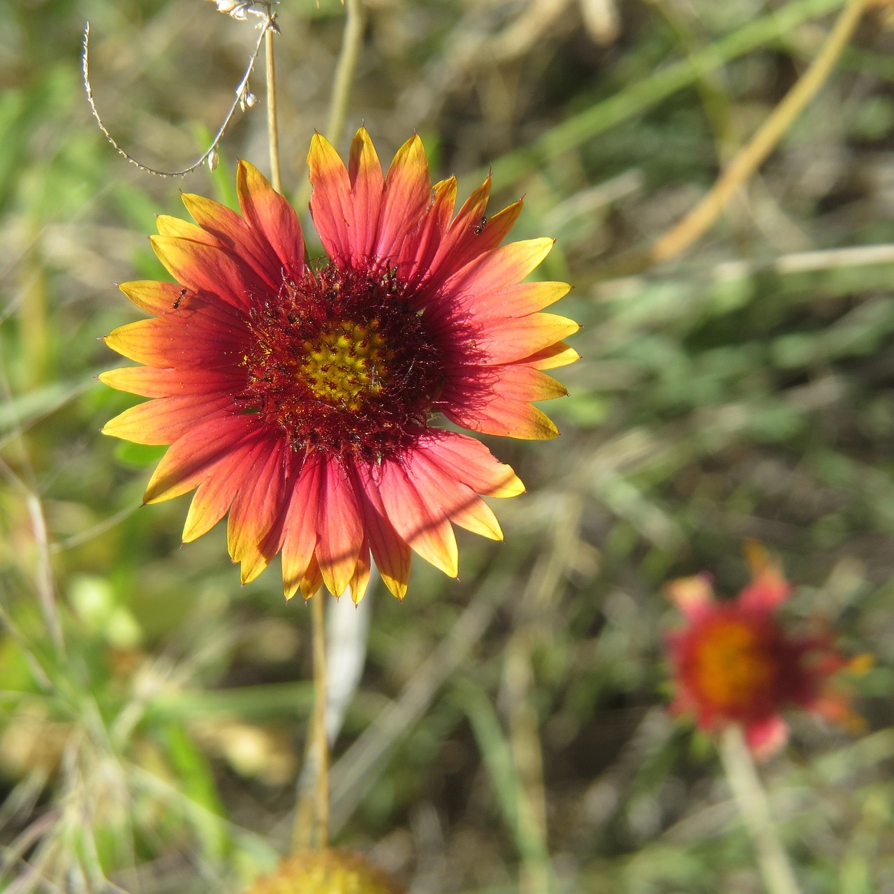 indian paintbrush wildflower nature hiking texas
