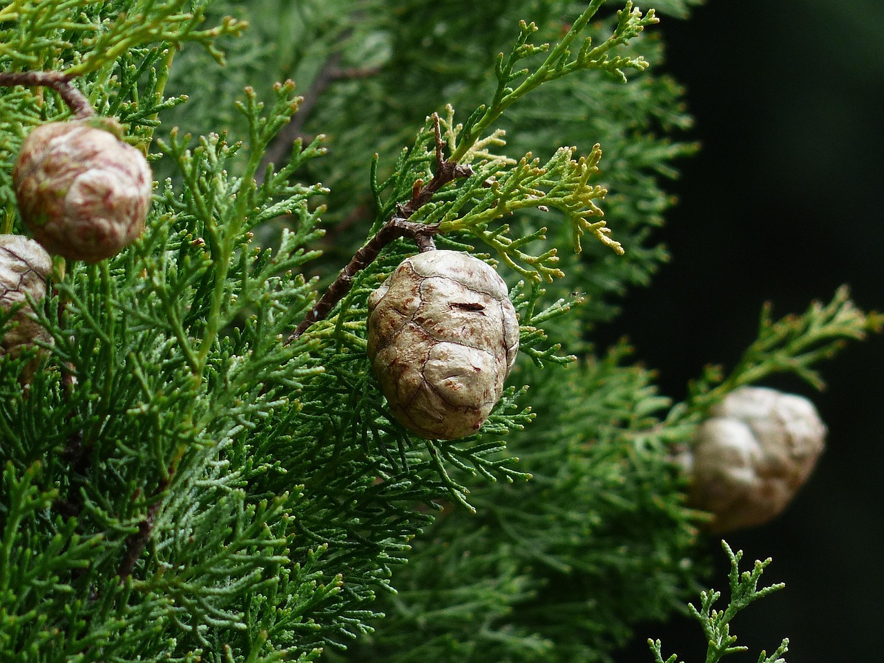 cypress cypress cones cupressus cypress family nature cupressaceae mediterranean cypress cupressus sempervirens columnar cypress real cypress italian cypress mourning cypress cypress branch tree branch branches