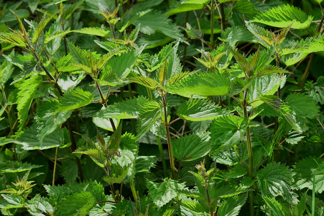 nettle urtica urticaceae plant burn nature botany small nettle urtica urens pus nettle herb medicinal herb medicinal plant naturopathy herbal medicine green weed wild herb leaf nettle leaf meadow herbs burning hair meadow nettle nettle nettle nettle nettle herbal medicine weed weed