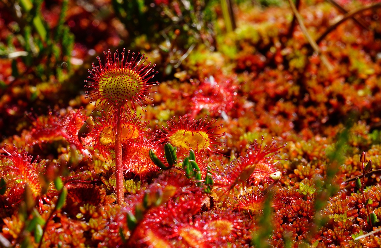 round-leaved sundew sundew drosera rotundifolia sky jam the lord god spoon heaven spoon herb spölkrut estrus herb bull herb widdertod carnivorous plant drosera sundew grow droseraceae summer green rosette plant hemikryptophyt rosette plant carnivores insectivors sundew sundew sundew sundew sundew drosera rotundifolia drosera rotundifolia carnivorous plant drosera drosera