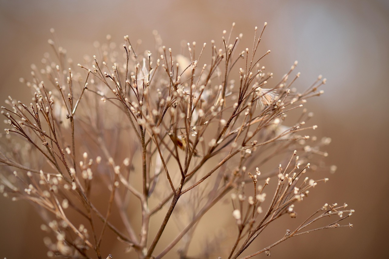 dried flowers dried faded plant dry plant nature fall close up bokeh dried flowers dried flowers dried flowers dried flowers dried flowers fall bokeh bokeh bokeh