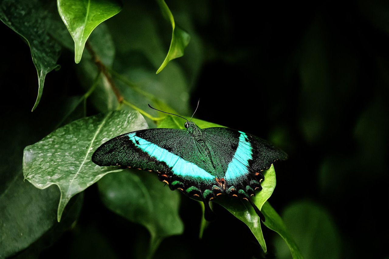 butterfly animal wildlife insect nature plant plant leaves nature nature nature nature nature