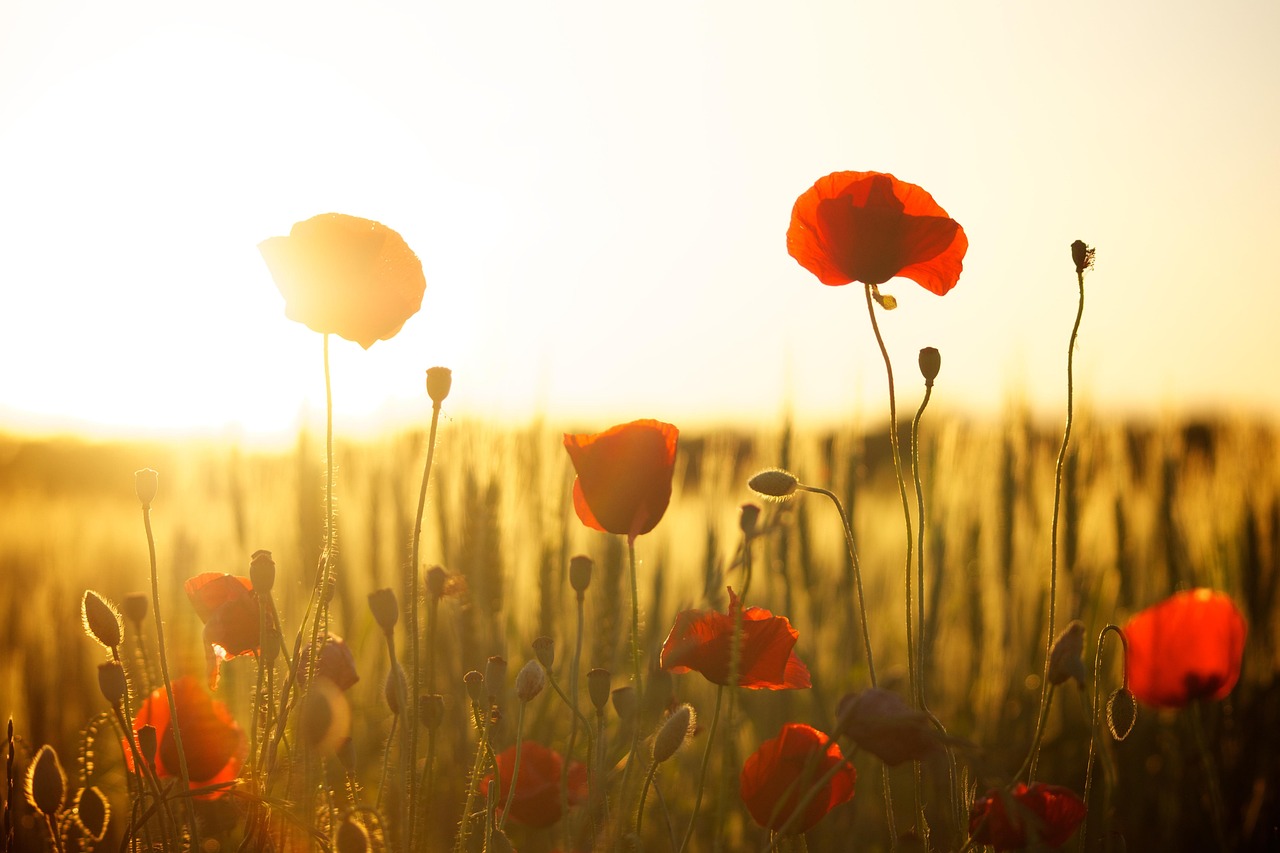 poppies 4k wallpaper mac wallpaper windows wallpaper full hd wallpaper field sunset laptop wallpaper hd wallpaper dusk floral background beautiful wallpaper cool backgrounds sunlight flowers wallpaper hd 4k wallpaper 1920x1080 desktop backgrounds flower background meadow bloom beautiful flowers blossom free wallpaper flowering plant flower wallpaper ornamental plant plant free background wallpaper 4k flora nature background