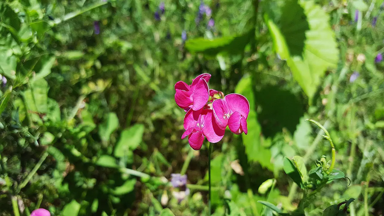 lathyrus lathyrus tuberosus aardaker tuberous pea fabaceae tuberous vetchling earthnut pea climbing perennial plant hermaphroditic pea tubers flat pea flora botany species plant pink flower nature blossom herb legume