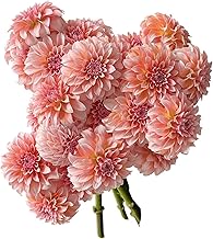 10 Stem dahlia Fresh Cut Flowers Los Angeles Flower Market Flower Arrangement for Birthday Anniversary Friendship and Love Gifts