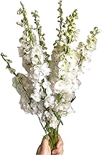 10 stems Fresh Flowers Delphinum triton White Hydroponic Flower Arrangement, Mother's Day Birthday gift Lover's Anniversary Wedding Table Flowers Los Angeles Flower Wholesale Market