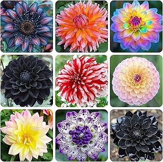 100+ Giant Dahlia Dinner Plate Flower Seeds - Exotic Dahlia for Planting Dahlia Pinnata Seeds