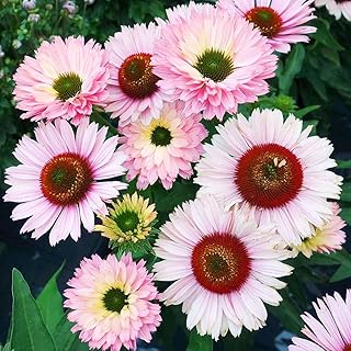 1000+ Mixed Echinacea Sunseeker Salmon Coneflower Flower Seeds for Planting Deer Resistant Plants
