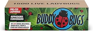 1500 Pre-Fed Live Ladybugs for Aphid Control | Hippodamia Convergens | Guaranteed Live Delivery