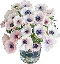 18 Stem Black Hearted White Anemone Fresh Cut Flowers Los Angeles Flower Market Flower Arrangement for Birthday Anniversary Friendship and Love Gifts