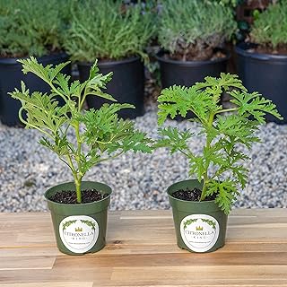 2 Citronella Plants, Mosquito Plant, Thriving Inside 4” Durable Nursery Pots, Live Plants