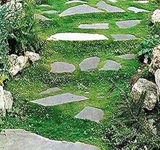 2 Packs x 5,000 Irish Moss Seeds, Sagina subulata, Heath Pearlwort, Lawn Substitute Or In-Between Stones, Groundcover Heath Pearlwort, Zones 4-10 - By MySeeds.Co (2 Packs x Irish Moss 5000 Seeds)