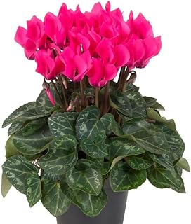 2 Plants in a Pot, Pink Cyclamen Plant Persian Violet Shurb 4 Inch Pot, Winter Flower, Hardy Cyclamen Flowers Plant, Perennial Reblooming Flowers Bush