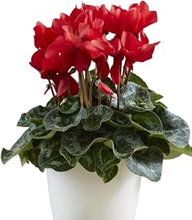 2 Plants in a Pot, Red Cyclamen Plant Persian Violet Shurb 4 Inch Pot, Winter Flower, Hardy Cyclamen Flowers Plant, Perennial Reblooming Flowers Bush