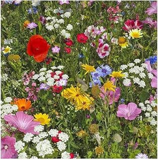 2026 EarlyBird-Sow in Spring/Fall. Mixed Wildflower Seed Attract Bees,Attract Butterflies,Pollinators, for Home Garden&Container Garden(Wildflower Seeds-Hummingbird & Butterfly Mix,5g)