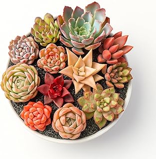 24pcs Succulents Plants Live – Easy Care Bare Root Succulent, Low Maintenance Mini Succulents for Indoor Outdoor Decor, Home Office & Garden, Gift Set for Plant Lovers