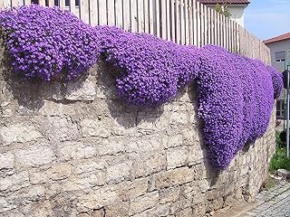 250 Aubrieta Seeds - Cascade Purple Flower Seeds, Perennial, Deer Resistant !