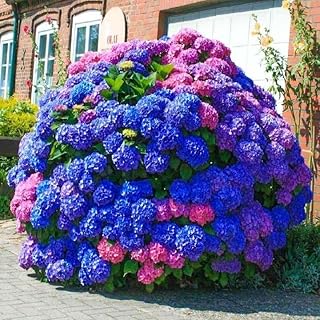 25pcs Blue Pink Purple Hydrangea - Beautiful and Hardy Perennial Flowers