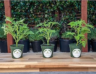 3 Citronella Plants, Mosquito Plants, 4” Nursery Pots, Live Plant