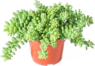 4" Donkey's Tail, Live Sedum Morganianum-Burro's Tail Succulent Fully Rooted in Pots with Soil Mix, Rare House Plant for Home Office Wedding Indoor Outdoor Decoration, DIY Projects, Party Favor