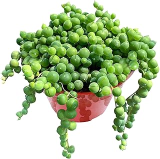 4" String of Pearls, Live Trailing Succulent Fully Rooted in Pots with Soil Mix, Rare House Plant for Home Office Wedding Hanging Decoration, DIY Projects, Party Favor
