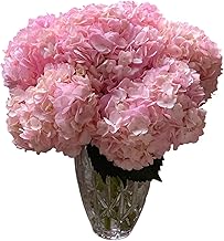 5 Stems Light Pink Hydrangeas Fresh Cut Flowers Los Angeles Flower Market Birthday Anniversary Friendship and Love DIY Flower Arrangement Gift
