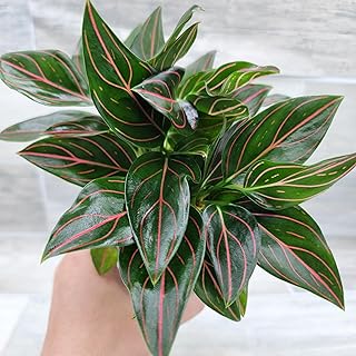 Aglaonema Rotundum Tiger - Aglaonema Red Vein Chinese Evergreen Live Plant - Rare Indoor Houseplants - 4-Inch Pot - Exotic Live Indoor Plants for Home or Office by 3exoticgreen