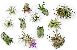Air Plant Shop 12 Pack Assorted Ionantha Air Plants - Wholesale and Bulk - Succulents - Live Tillandsia - Easy Care Indoor and Outdoor House Plants