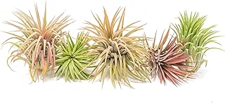 Air Plant Shop 5 Pack XL Tillandsia Ionantha Rubra- Wholesale and Bulk - Succulents - Live Tillandsia - Easy Care Indoor and Outdoor House Plants