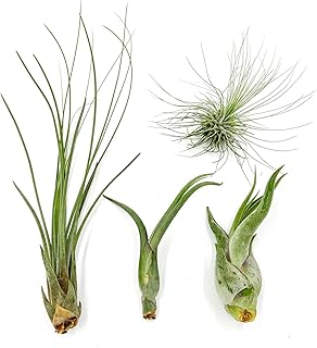 Air Plants - Tillandsia Variety Pack, Regular 1-3" - 4ct - Live Arrival Guaranteed - House Plants for Home Decor & Gift