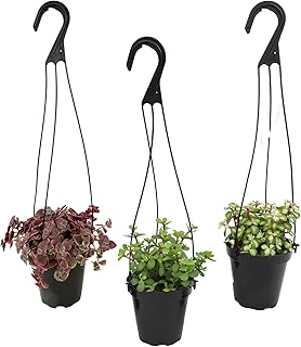 Altman Plants Hanging Succulents (3PK) in 3.5" Hanging Baskets for Plants, String of Pearls, Calico Kitten Crassus, Portulacaria Afra, Trailing Live Succulents Plants & House Plants in Succulent Soil