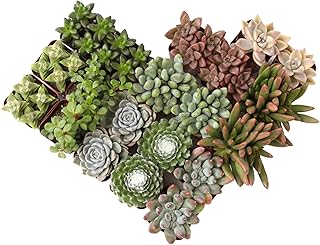 Altman Plants, Live Succulent Plants (20 Pack) Assorted Potted Succulents Plants Live House Plants in Cacti and Succulent Soil Mix, Cactus Plants Live Indoor Plants Live Houseplants in Planter Pots