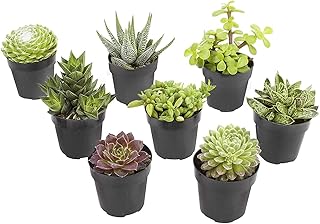 Altman Plants, Live Succulents Plants Live Window Plants (8PK), Live Indoor Plants Live Houseplants, Live Plants Indoor Cactus Plants Live, Succulent Plants House Plants Indoors Live in Succulent Soil