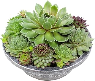 Altman Plants Non-Toxic Live Sempervivum Succulent Plant Gift in 8" Decorative Pot, Real Succulents to Grow, Easy Care Hens and Chicks, Hardy & Low-Maintenance Gift for Gardeners, Popular Houseplants