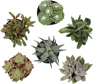 Altman Plants Pet Friendly Plant Pack (6PK) Real Succulents, Pet Safe Plants & Succulent Plants, Live Succulents, Pet Friendly Plants, Live Plants & House Plants in 3.5" Pots with Succulent Soil Mix