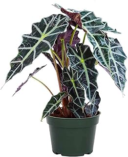 American Plant Exchange Alocasia Polly African Mask – 6-Inch with Pot – Live Easy Care Tropical Houseplant, Air Purifying Foliage for Home, Office, or Indoor Garden Decor
