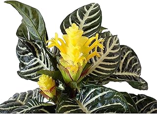 Aphelandra Zebra Plant - Exotic & Unusual House Plant - 4" Pot