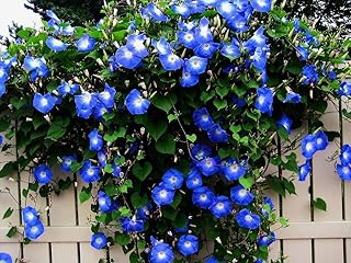Blue Morning Glory Climbing Vine | 100 Seeds to Plant | Beautiful Flowering Vine