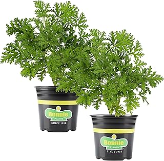 Bonnie Plants Citronella, Live Plant, 2.32 qt. 2-Pack