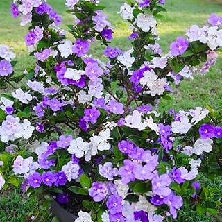 Brunfelsia Tree Live Plant, Yesterday Today Tomorrow Plant, Change Color Flower, Brunfelsia Bush Shrub for Bonsai in Garden, Spring Bloom