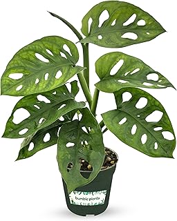 Bumble Plants Monstera Adansonii Real Indoor Plants Live Houseplants [Winter Thermal Packaging Included] | Air Purifier Indoor Plants | Real Plants Decor for Living Room, Office, Desk & Bathroom