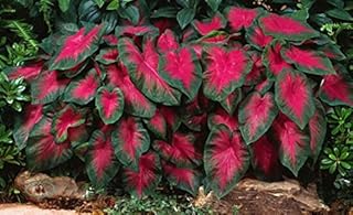 Caladium Buck (6 Bulbs) - Elegance for Shady Gardens. Now Shipping !