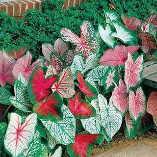 Caladium Bulbs, Fancy Mix, Pack of 10 (Ten), Easy to Grow, Colorful Mix, Perennial Hosta